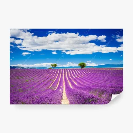 Fotomural campo de lavanda en Provenza al atardecer – Pixers®