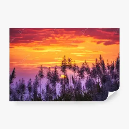 Fotomural puesta de sol entre cañas silvestres – Pixers®