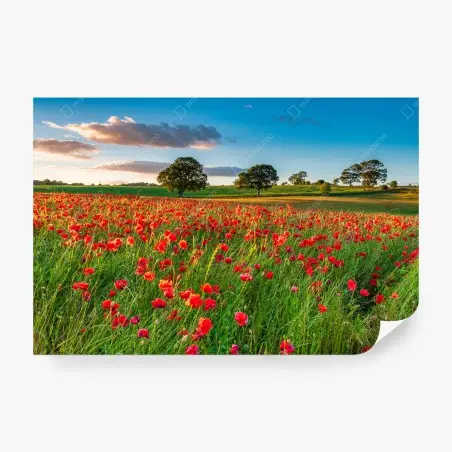 Fotomural campo de amapolas en Corbridge, Northumberland – Pixers®