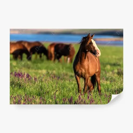 Fotomural caballo en pradera al atardecer – Pixers®