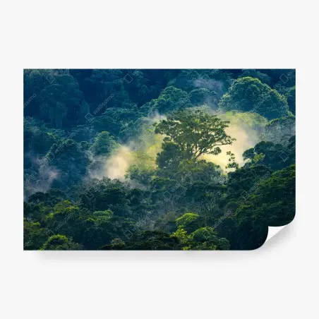Fotomural amanecer en la selva neblinosa – Pixers®