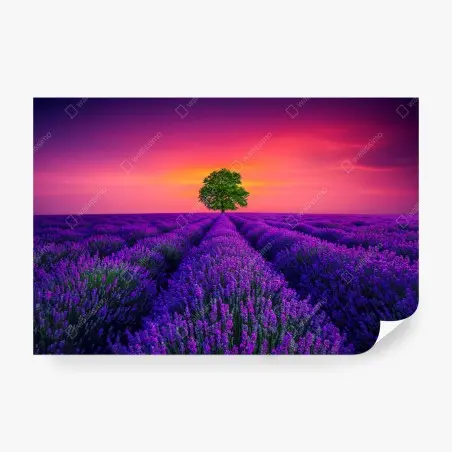 Fotomural árbol solitario entre campos de lavanda al atardecer – Pixers®