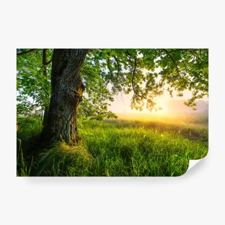 Fotomural roble majestuoso al amanecer – Pixers®