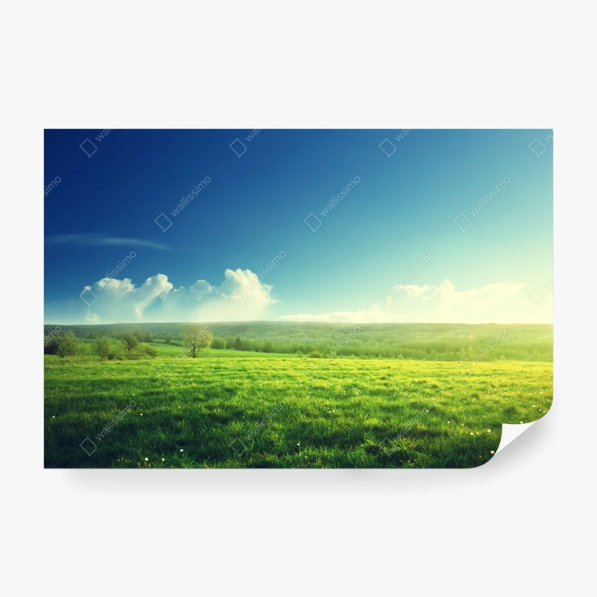 Fotomural pradera al atardecer: paisaje sereno de primavera – Pixers® Fotomural pradera al atardecer: paisaje sereno de primavera – Pixers®