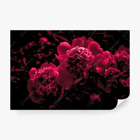 Fotomural peonías rojas en alto contraste – Pixers®