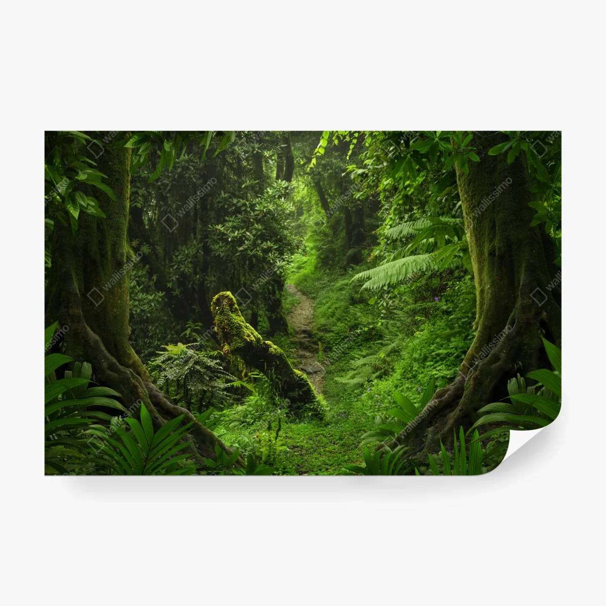 Fotomural bosque encantado: sendero entre musgo y helechos – Pixers® Fotomural bosque encantado: sendero entre musgo y helechos – Pixers®