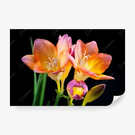 Fotomural fresias anaranjadas sobre fondo negro – Pixers®