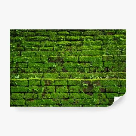 Fotomural muro verde cubierto de musgo rústico – Pixers®