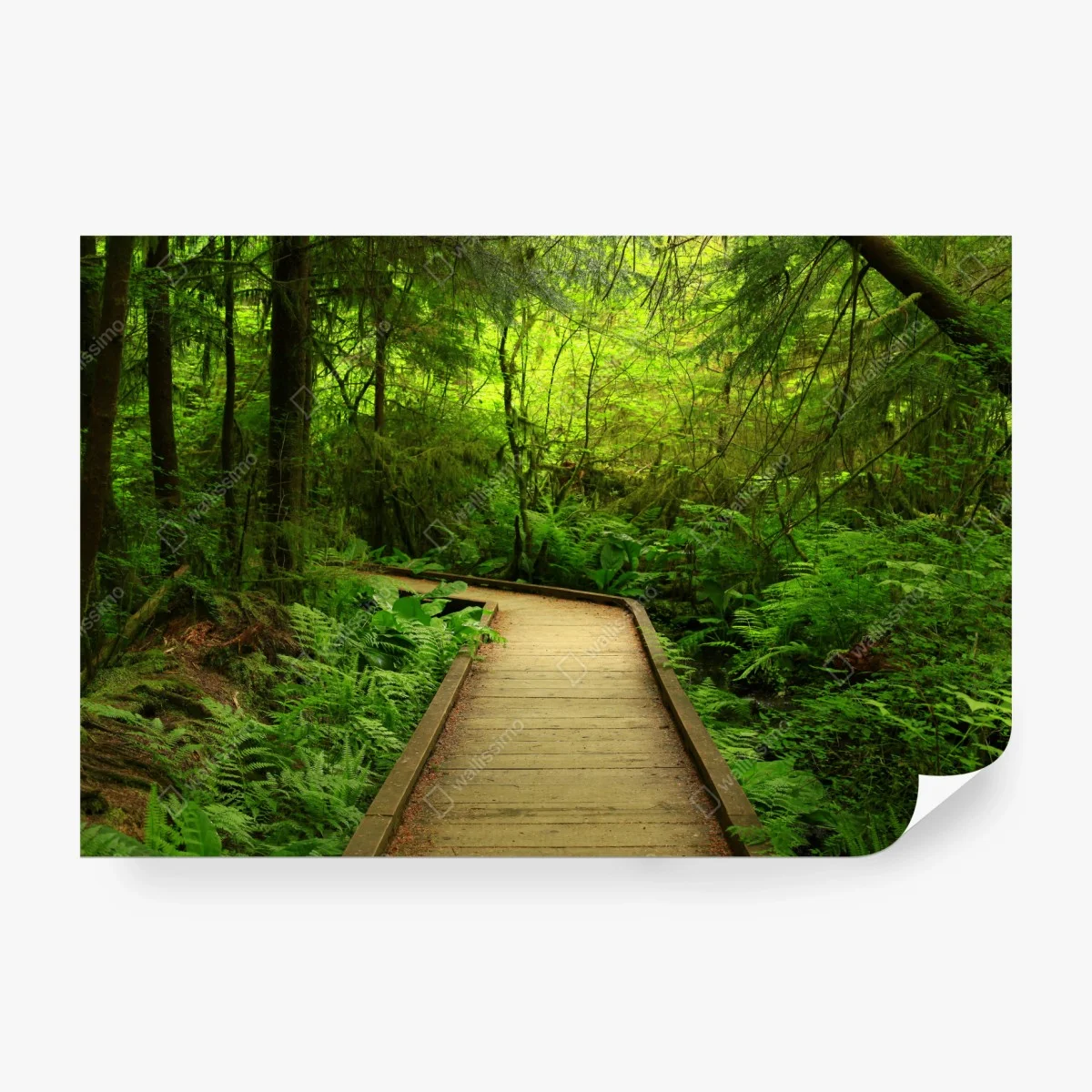 Fotomural sendero verde en bosque encantado – Pixers® Fotomural sendero verde en bosque encantado – Pixers®