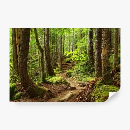 Fotomural sendero en bosque esmeralda – Pixers®