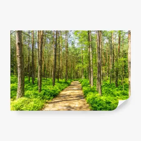 Fotomural sendero sereno entre pinos – Pixers®