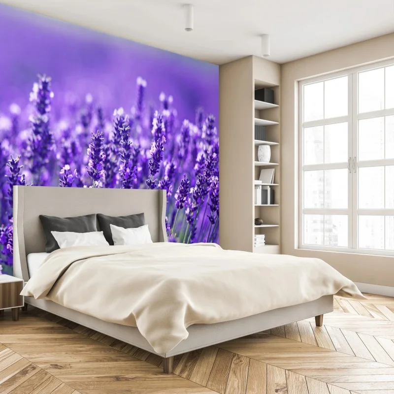 Fotomural campo de lavanda en primer plano