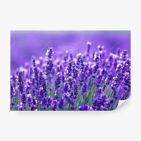 Fotomural campo de lavanda en primer plano – Pixers®