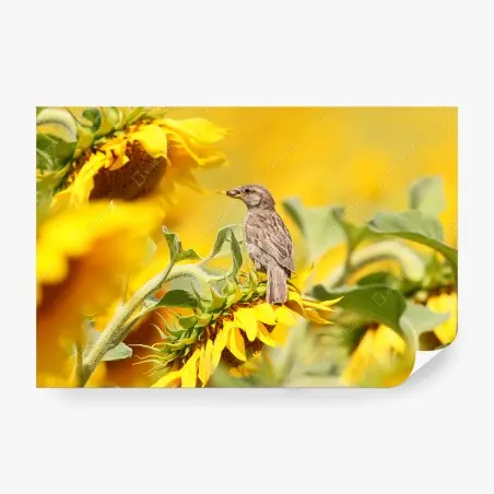 Fotomural gorrión en girasol bajo luz dorada – Pixers®