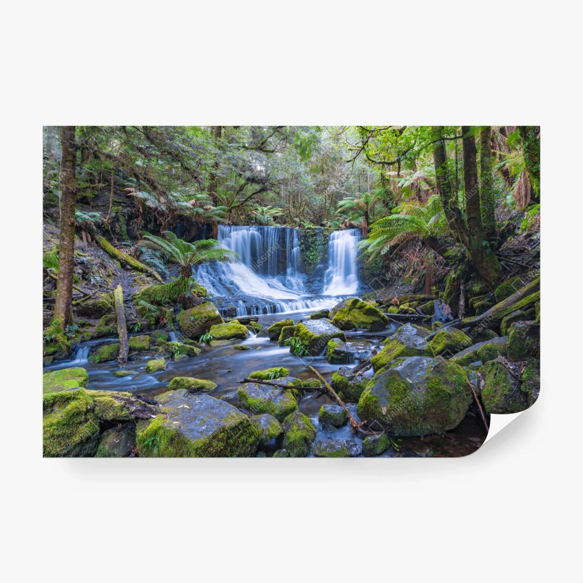Fotomural cascada serena en bosque musgoso – Pixers® Fotomural cascada serena en bosque musgoso – Pixers®
