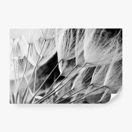 Fotomural detalle delicado de semillas de diente de león en blanco y negro – Pixers®