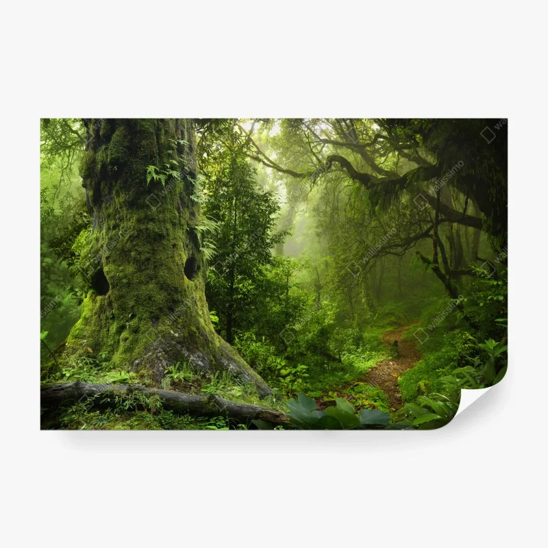 Fotomural bosque ancestral en bruma