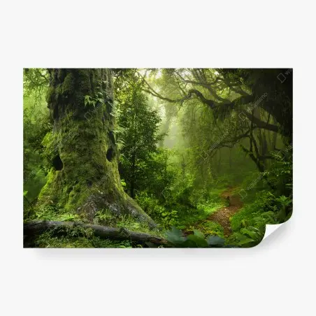 Fotomural bosque ancestral en bruma – Pixers®