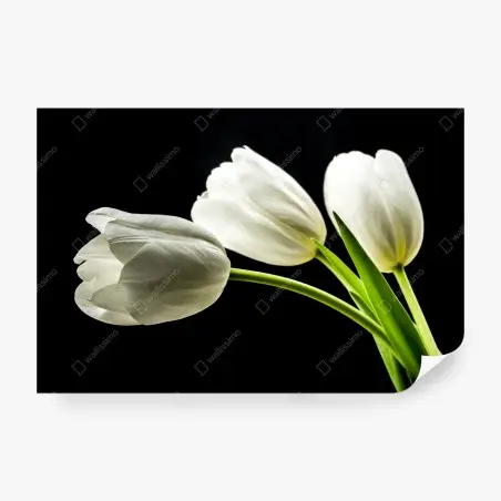 Fotomural elegancia de tulipanes blancos sobre fondo negro – Pixers®