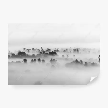 Fotomural bosque entre niebla en blanco y negro – Pixers®
