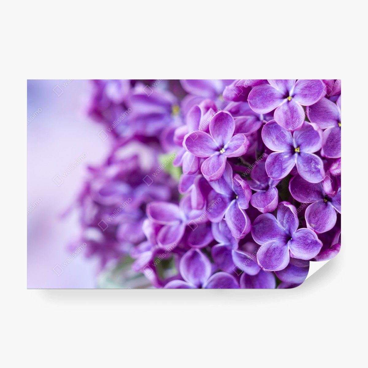 Fotomural lilas moradas en primer plano para decoración – Pixers®