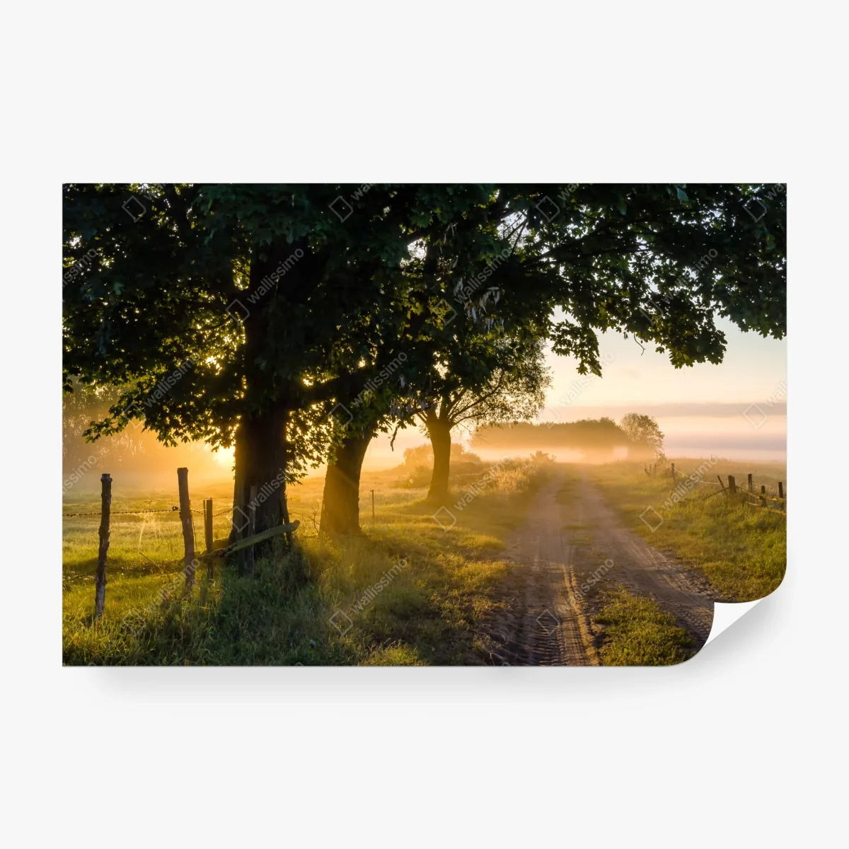 Fotomural amanecer en el camino rural entre árboles – Pixers®