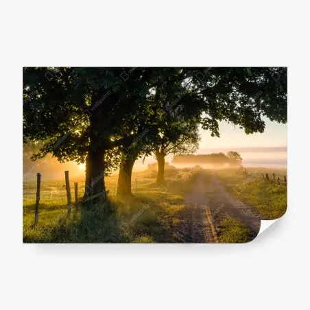 Fotomural amanecer en el camino rural entre árboles – Pixers®