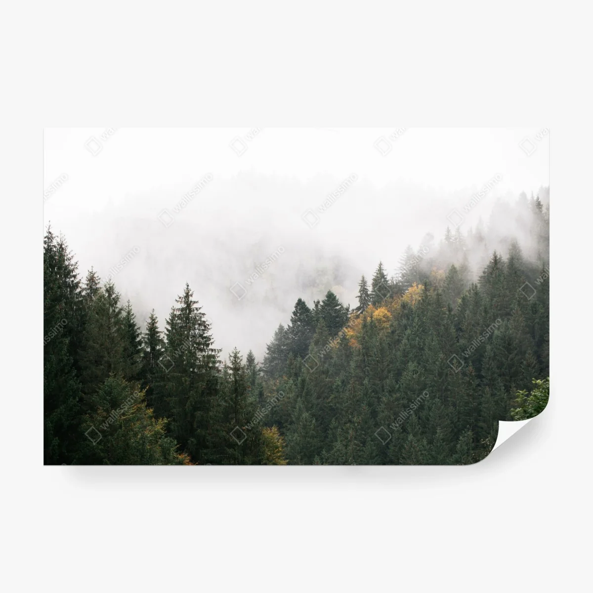 Fotomural montañas y abetos envueltos en niebla – Pixers® Fotomural montañas y abetos envueltos en niebla – Pixers®