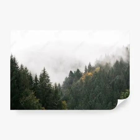 Fotomural montañas y abetos envueltos en niebla – Pixers®