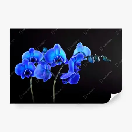 Fotomural orquídea azul sobre fondo negro – Pixers®