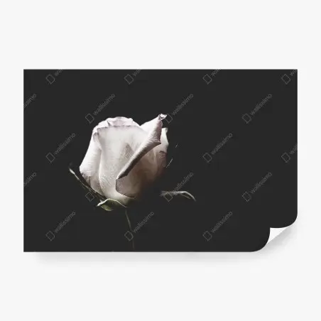 Fotomural rosa blanca sobre fondo oscuro – Pixers®