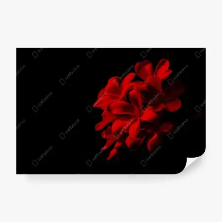 Fotomural plumeria roja en contraste dramático – Pixers®