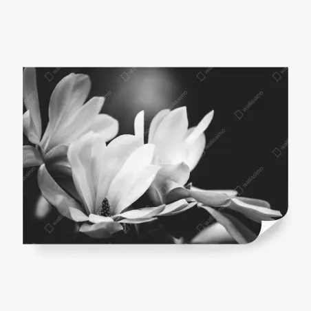 Fotomural primer plano de magnolia en blanco y negro – Pixers®
