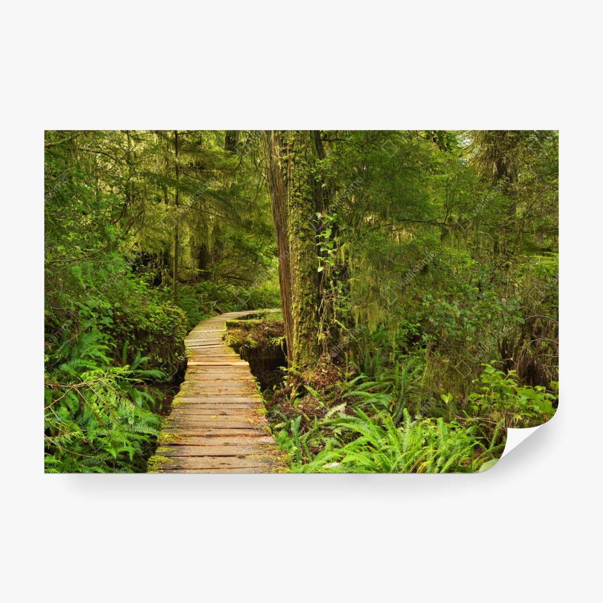 Fotomural sendero místico en Pacific Rim, isla de Vancouver – Pixers®