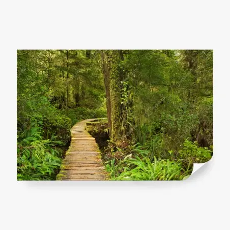 Fotomural sendero místico en Pacific Rim, isla de Vancouver – Pixers®