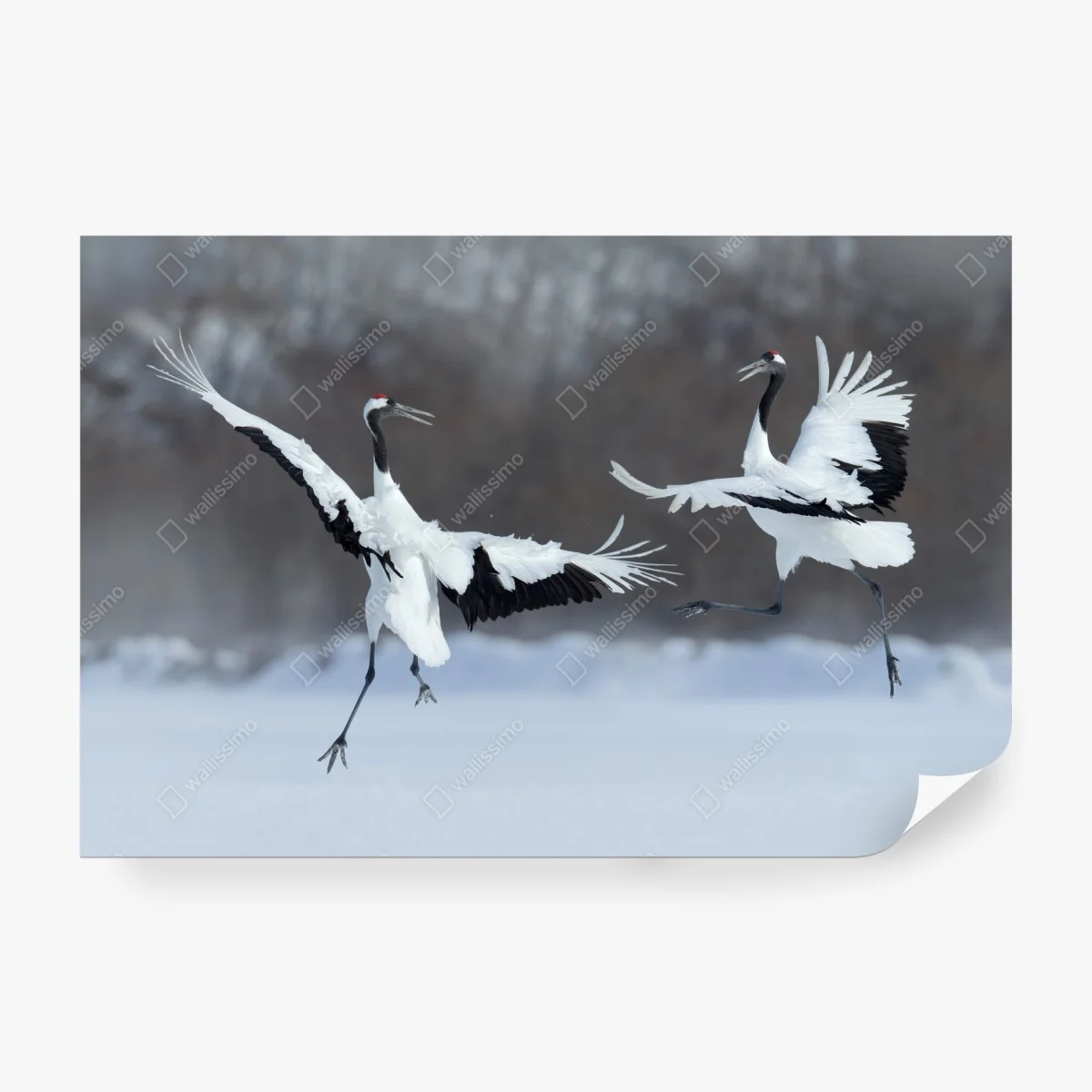 Fotomural grullas en danza en Hokkaido – Pixers® Fotomural grullas en danza en Hokkaido – Pixers®