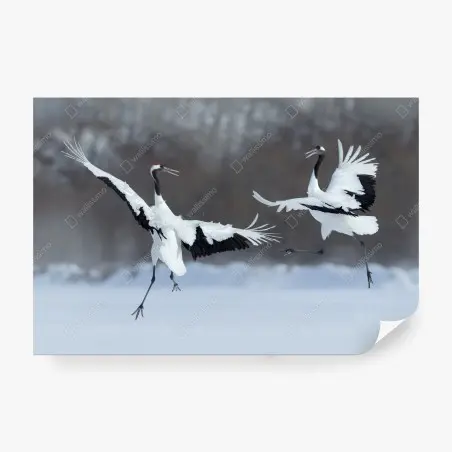 Fotomural grullas en danza en Hokkaido – Pixers®