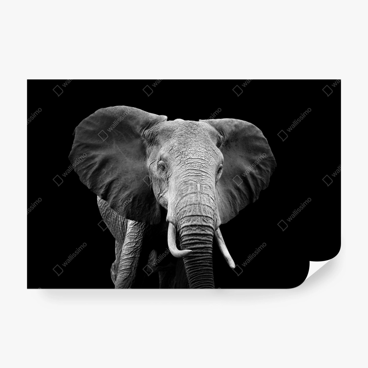Fotomural elefante en blanco y negro, mirada majestuosa – Pixers®