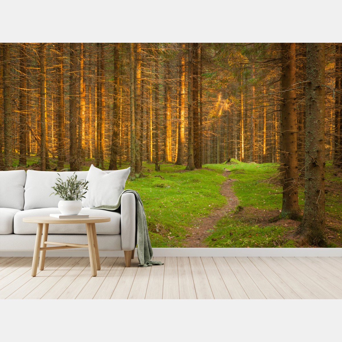 Fotomural bosque iluminado al atardecer – Pixers®
