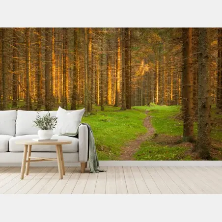 Fotomural bosque iluminado al atardecer – Pixers®