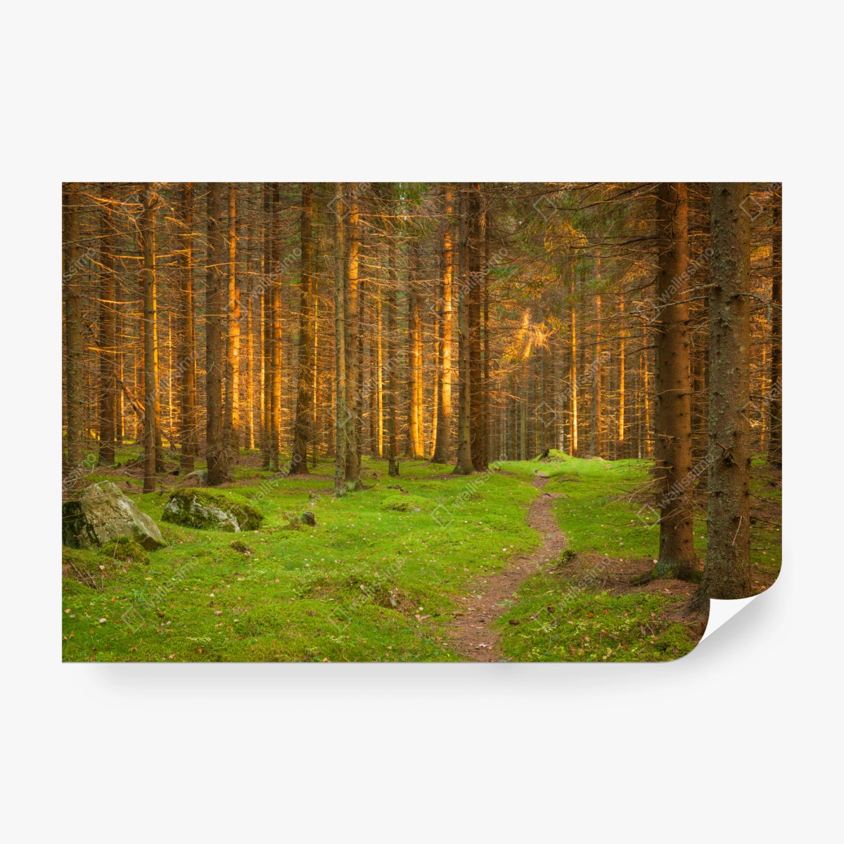 Fotomural bosque iluminado al atardecer – Pixers®