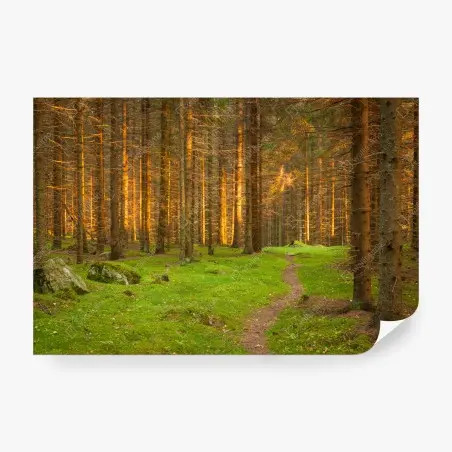 Fotomural bosque iluminado al atardecer – Pixers®