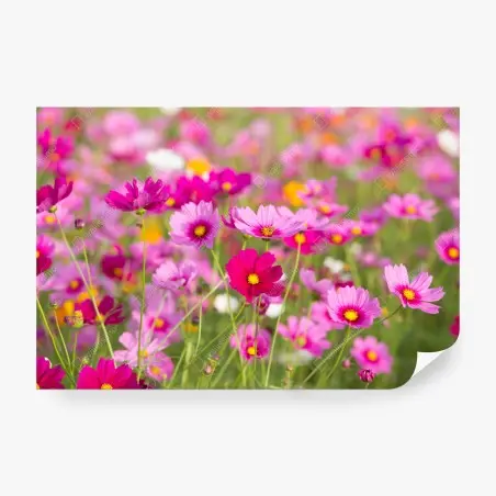 Fotomural campo de cosmos rosados en flor – Pixers®