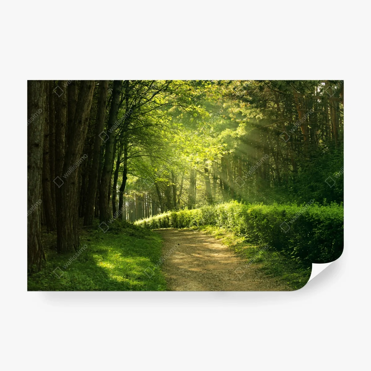 Fotomural sendero luminoso en el bosque – Pixers®