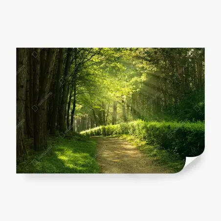 Fotomural sendero luminoso en el bosque – Pixers®
