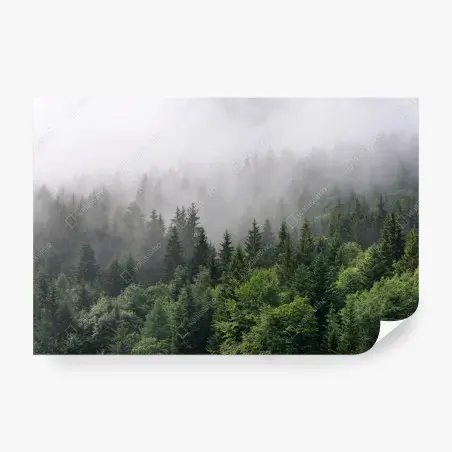 Fotomural bosque perenne entre la niebla – Pixers®