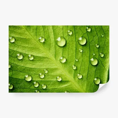 Fotomural hoja verde con gotas de rocío – Pixers®