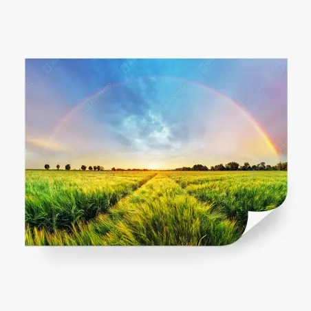 Fotomural arcoíris sobre campo de trigo al atardecer – Pixers®