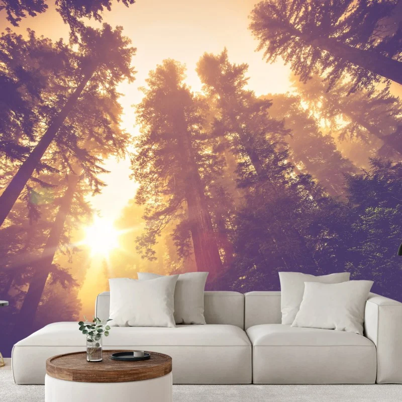 Fotomural amanecer mágico en el bosque de secuoyas