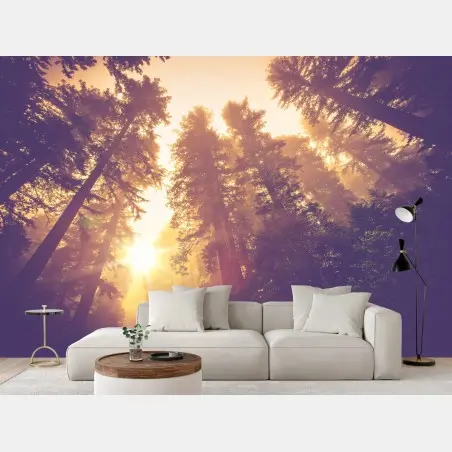 Fotomural amanecer mágico en el bosque de secuoyas – Pixers®